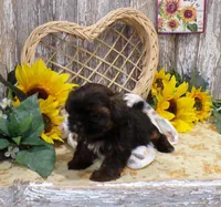 Tina, a female Shih Tzu for sale in Stratford, WI – Photo 3 of 7