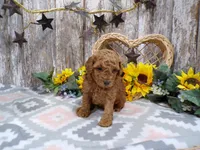 Grant, a male Poodle - Miniature  for sale in Stratford, WI – 1 of 7
