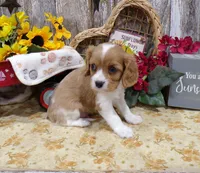 Bruce, a male Cavalier King Charles Spaniel for sale in Stratford, WI – 5 of 6