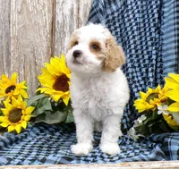 Warren, a male Poodle - Miniature  for sale in Stratford, WI – 2 of 5
