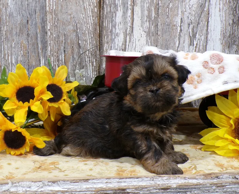 Ruthie – Shih Tzu puppy for sale in Stratford, WI