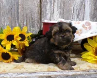 Ruthie, a female Shih Tzu for sale in Stratford, WI – 1 of 6