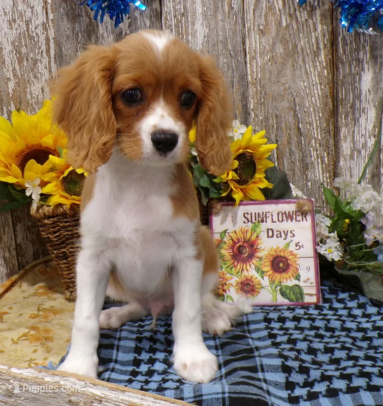 Bruce – Cavalier King Charles Spaniel puppy for sale in Stratford, WI