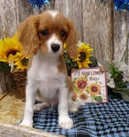 Bruce, a male Cavalier King Charles Spaniel for sale in Stratford, WI – 1 of 5