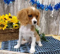 Bruce, a male Cavalier King Charles Spaniel for sale in Stratford, WI – 4 of 5