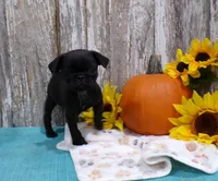 Zeke, a male Pug for sale in Stratford, WI – 2 of 3
