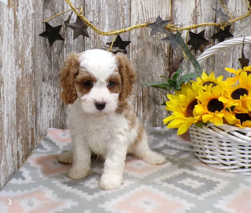 Jaxon – Cavapoo puppy for sale in Stratford, WI