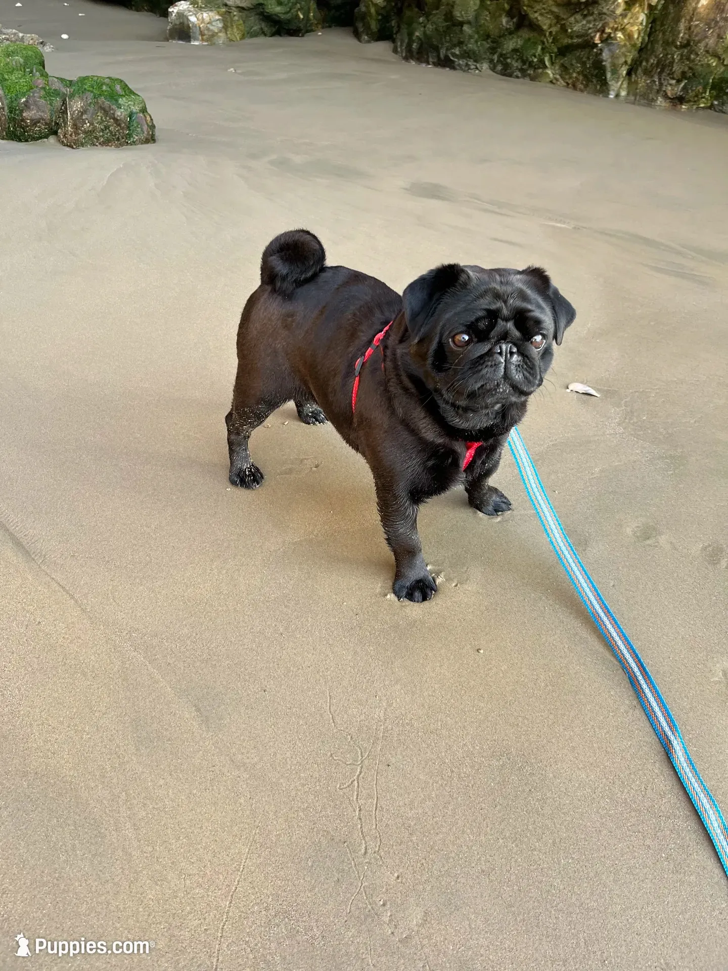 Coming soon AKC in December , a  Pug for sale in Tulare, CA – 9 of 9
