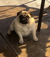 Louie AKC, a male Pug for sale in Tulare, CA – 4 of 4