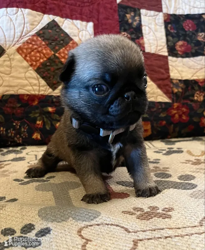 Louie AKC – Pug puppy for sale in Tulare, CA