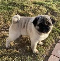 Honey AKC, a female Pug for sale in Tulare, CA – 9 of 10