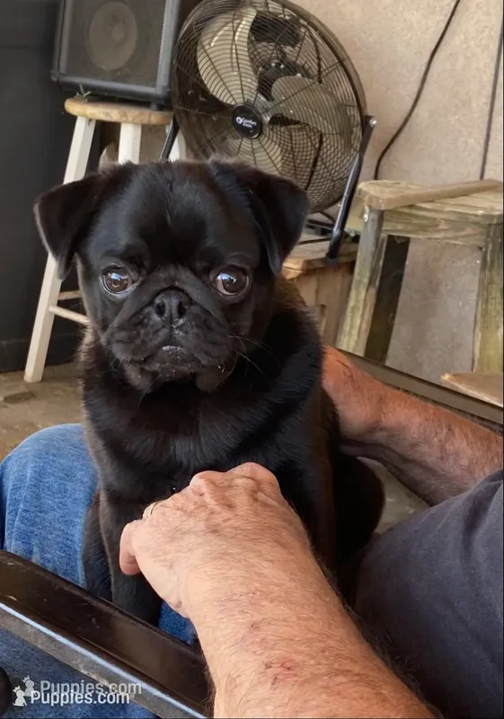 Coming soon AKC in December  – Pug puppy for sale in Tulare, CA