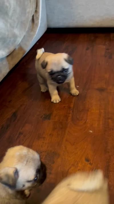 Bean  AKC, a male Pug for sale in Tulare, CA – 4 of 4