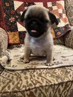 Honey AKC, a female Pug for sale in Tulare, CA – 5 of 10