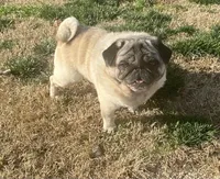 Honey AKC, a female Pug for sale in Tulare, CA – 8 of 10