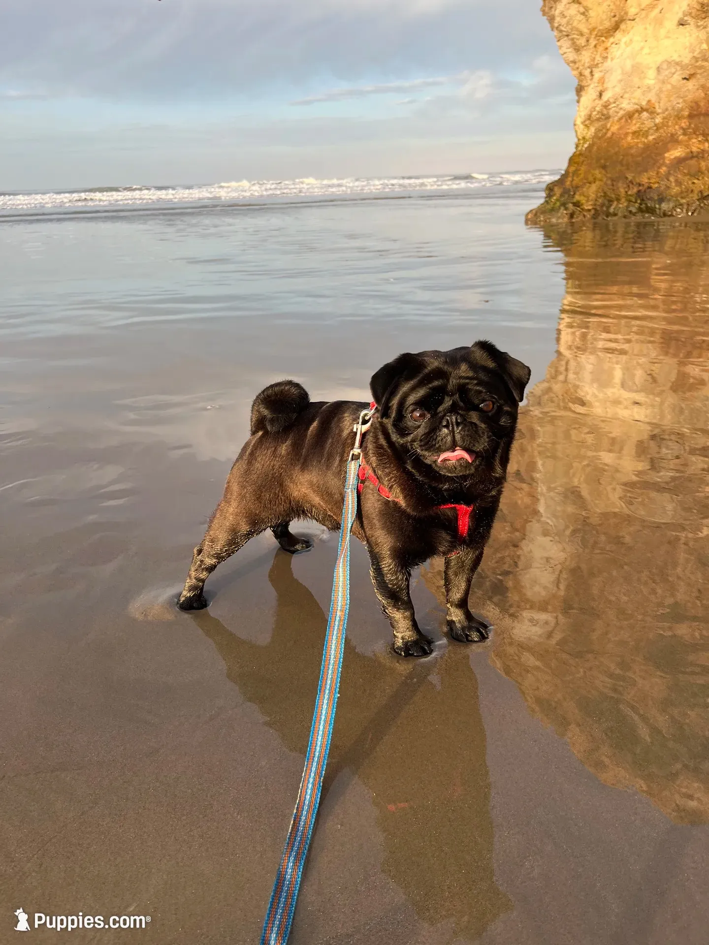 Coming soon AKC in December , a  Pug for sale in Tulare, CA – 7 of 9