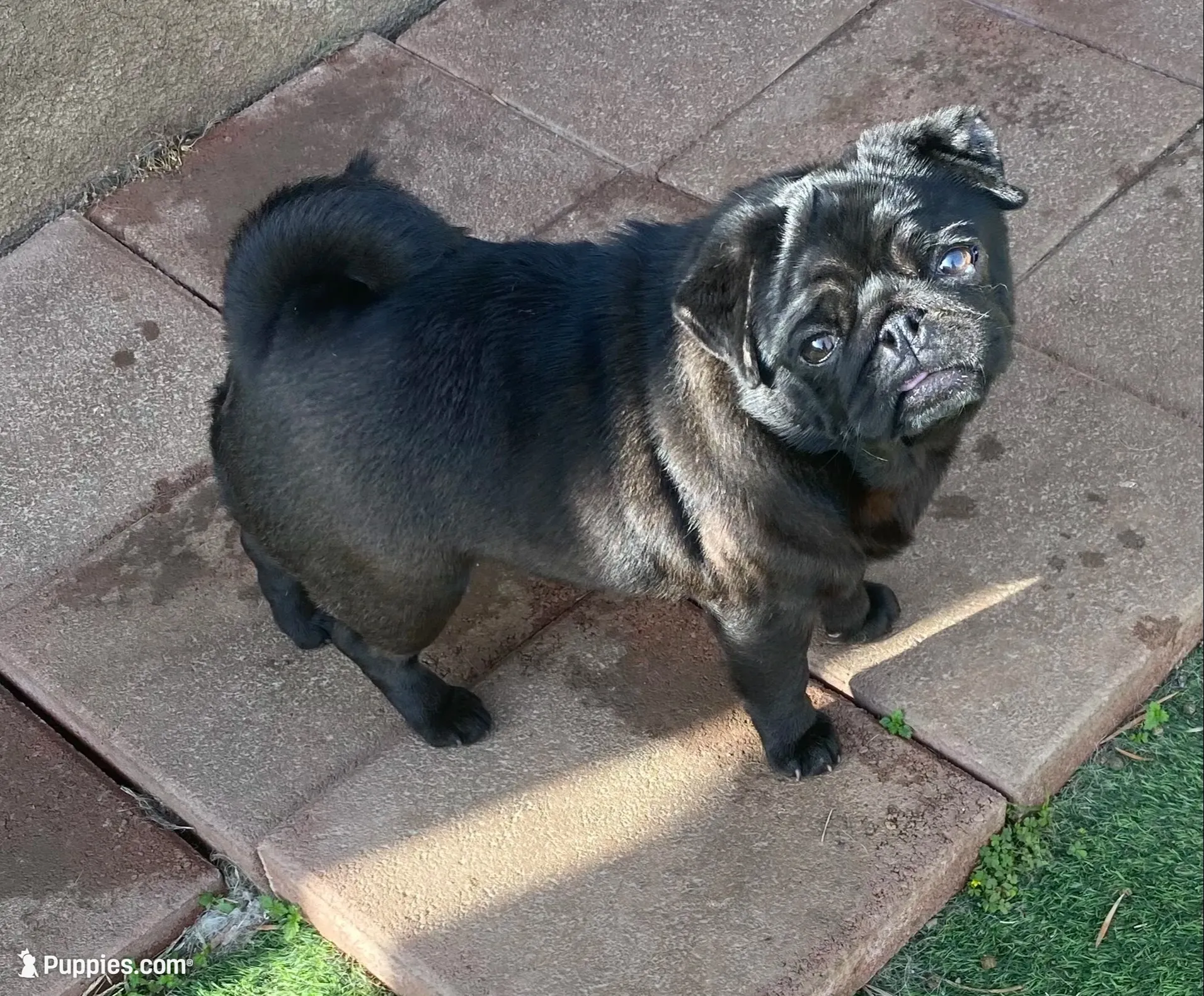 Coming soon AKC in December , a  Pug for sale in Tulare, CA – 2 of 9