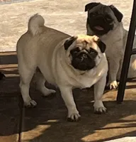 Bean  AKC, a male Pug for sale in Tulare, CA – 2 of 4