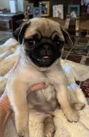 Honey AKC, a female Pug for sale in Tulare, CA – 4 of 10