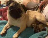 Honey AKC, a female Pug for sale in Tulare, CA – 6 of 10
