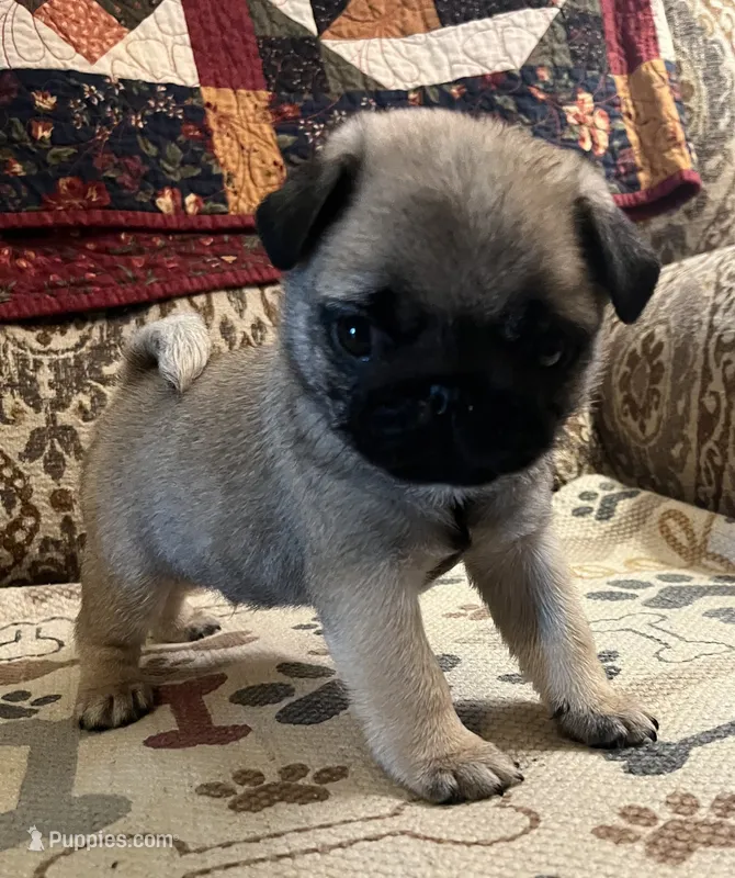 Bean  AKC – Pug puppy for sale in Tulare, CA