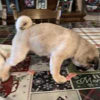 Honey AKC, a female Pug for sale in Tulare, CA – 3 of 10