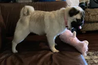 Honey AKC, a female Pug for sale in Tulare, CA – 7 of 10