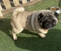 Bean  AKC, a male Pug for sale in Tulare, CA – 3 of 4