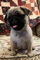 Honey AKC, a female Pug for sale in Tulare, CA – 2 of 10