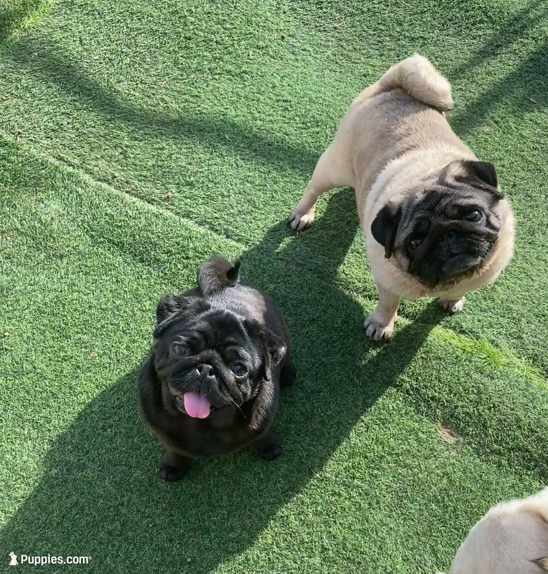 Coming soon AKC in December , a  Pug for sale in Tulare, CA – 4 of 9