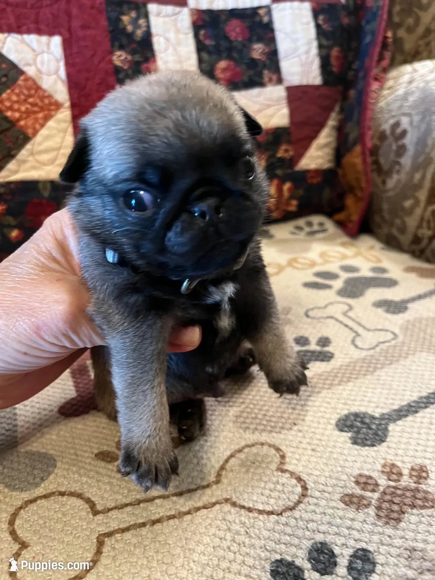 Louie AKC, a male Pug for sale in Tulare, CA – 2 of 4