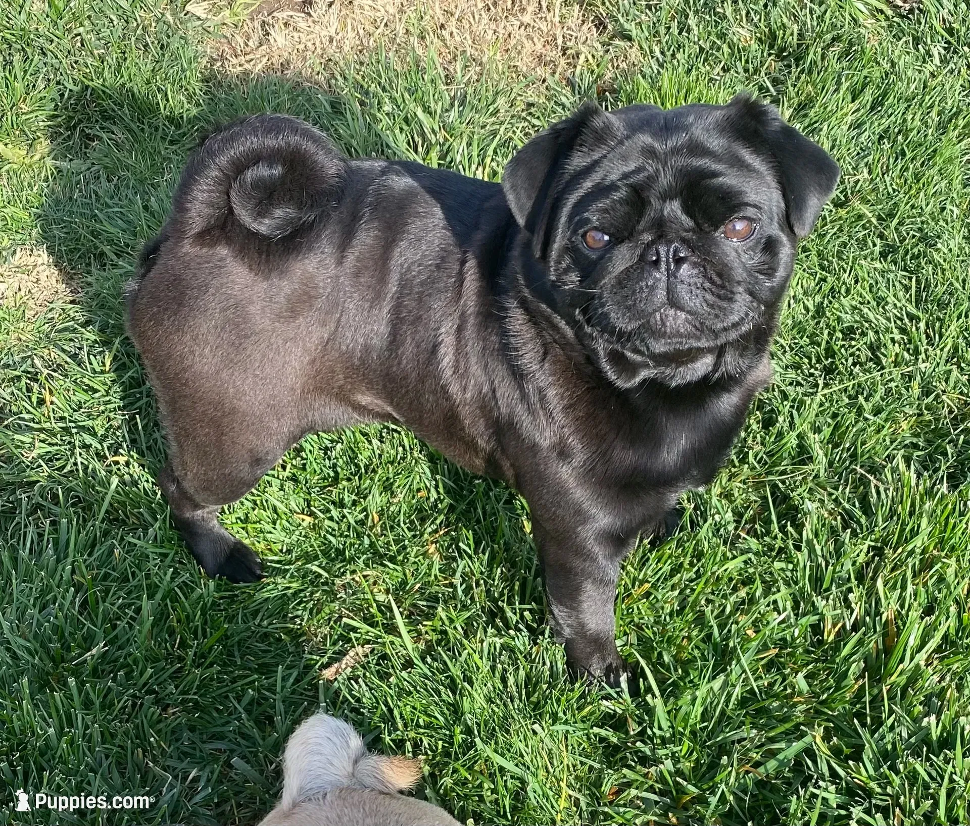 Coming soon AKC in December , a  Pug for sale in Tulare, CA – 5 of 9