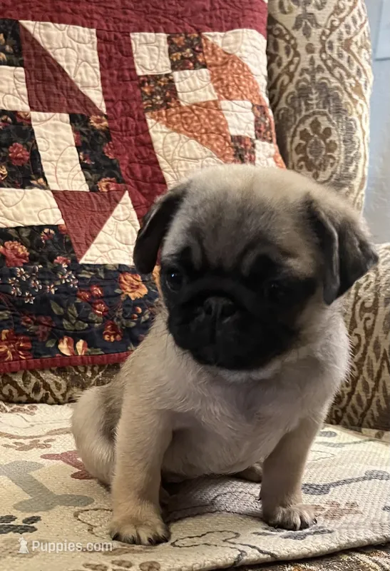 Honey AKC – Pug puppy on hold in Tulare, CA