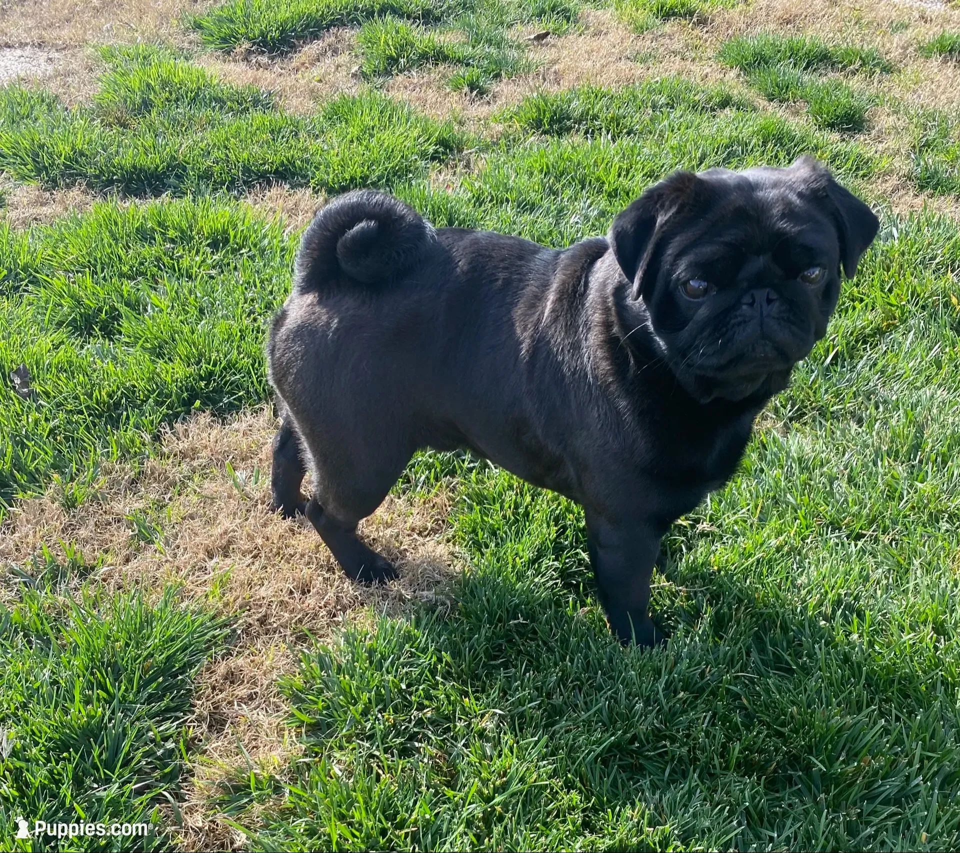 Coming soon AKC in December , a  Pug for sale in Tulare, CA – 8 of 9