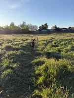 Shelly, a female Labrador Retriever for sale in Medford, OR – Photo 4 of 6