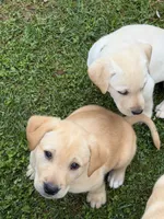 Shelly, a female Labrador Retriever for sale in Medford, OR – Photo 6 of 6