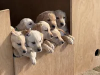 Shelly, a female Labrador Retriever for sale in Medford, OR – Photo 3 of 6