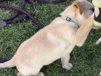 Shelly, a female Labrador Retriever for sale in Medford, OR – Photo 2 of 6