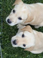 Shelly, a female Labrador Retriever for sale in Medford, OR – Photo 5 of 6