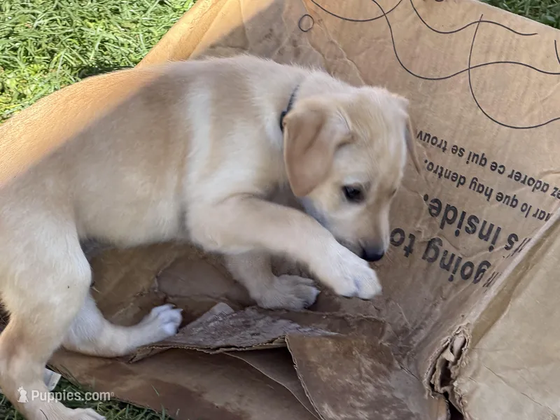 Shelly – Labrador Retriever puppy for sale in Medford, OR