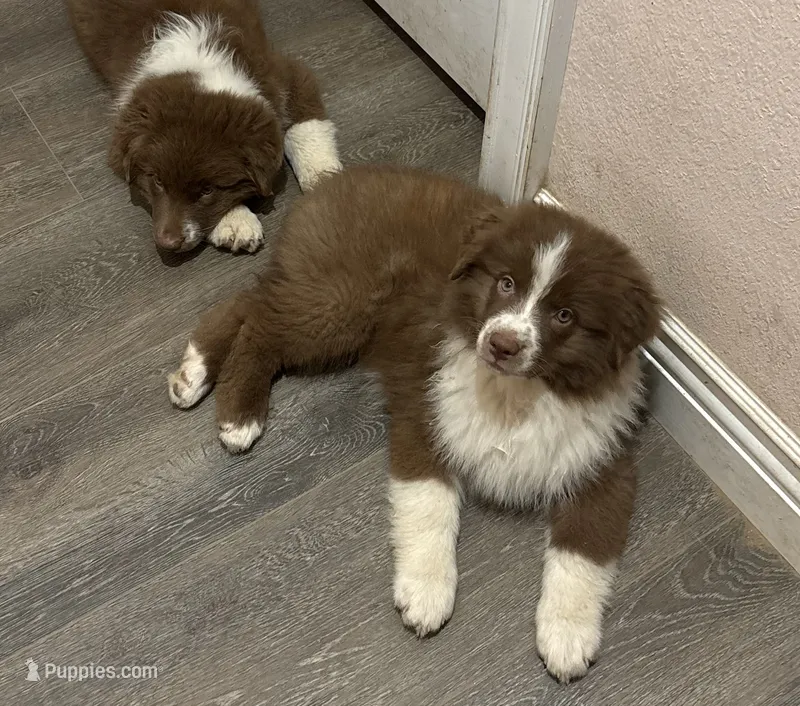 Ginger – Australian Shepherd puppy for sale in Weatherford, TX