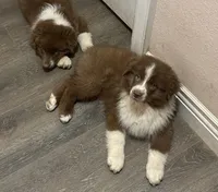 Ginger, a female Australian Shepherd for sale in Weatherford, TX – 1 of 10
