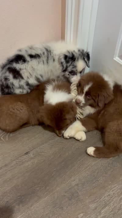 Ginger, a female Australian Shepherd for sale in Weatherford, TX – 10 of 10