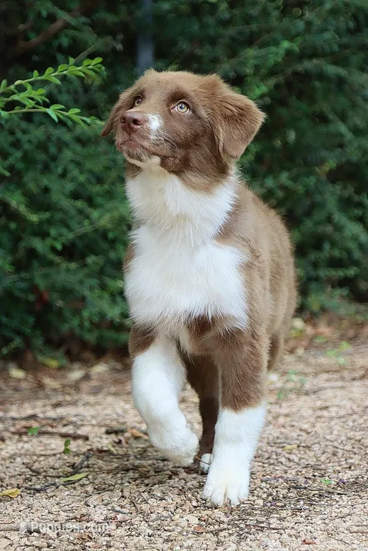 Ruby – Australian Shepherd puppy for sale in Weatherford, TX