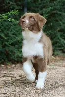 Ruby, a female Australian Shepherd for sale in Weatherford, TX – 1 of 10