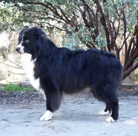 Ginger, a female Australian Shepherd for sale in Weatherford, TX – 6 of 10