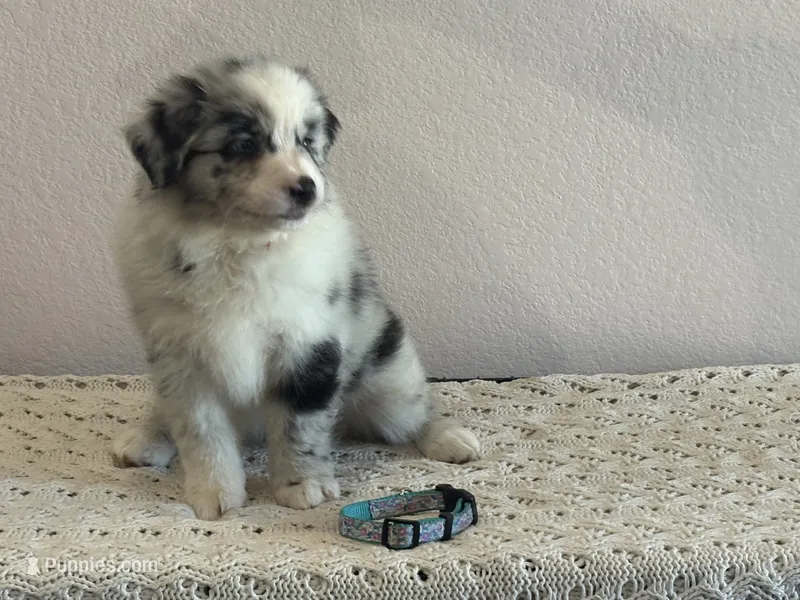 Jewel  – Australian Shepherd puppy for sale in Weatherford, TX