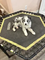 Jewel , a female Australian Shepherd for sale in Weatherford, TX – 3 of 10