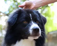 Ruby, a female Australian Shepherd for sale in Weatherford, TX – 7 of 10