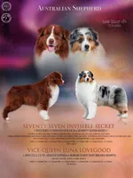 Ginger, a female Australian Shepherd for sale in Weatherford, TX – 8 of 10
